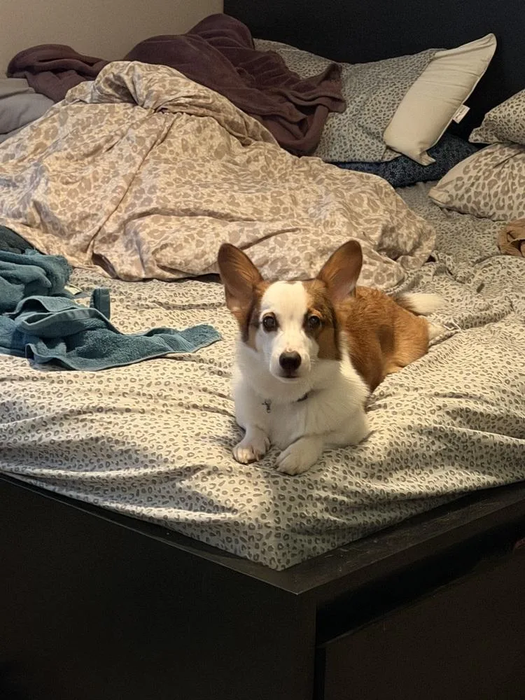 A young small-sized male Tricolor (Brown, Black, & White) Cardigan Welsh Corgi dog named Oliver for adoption in Orlando, FL