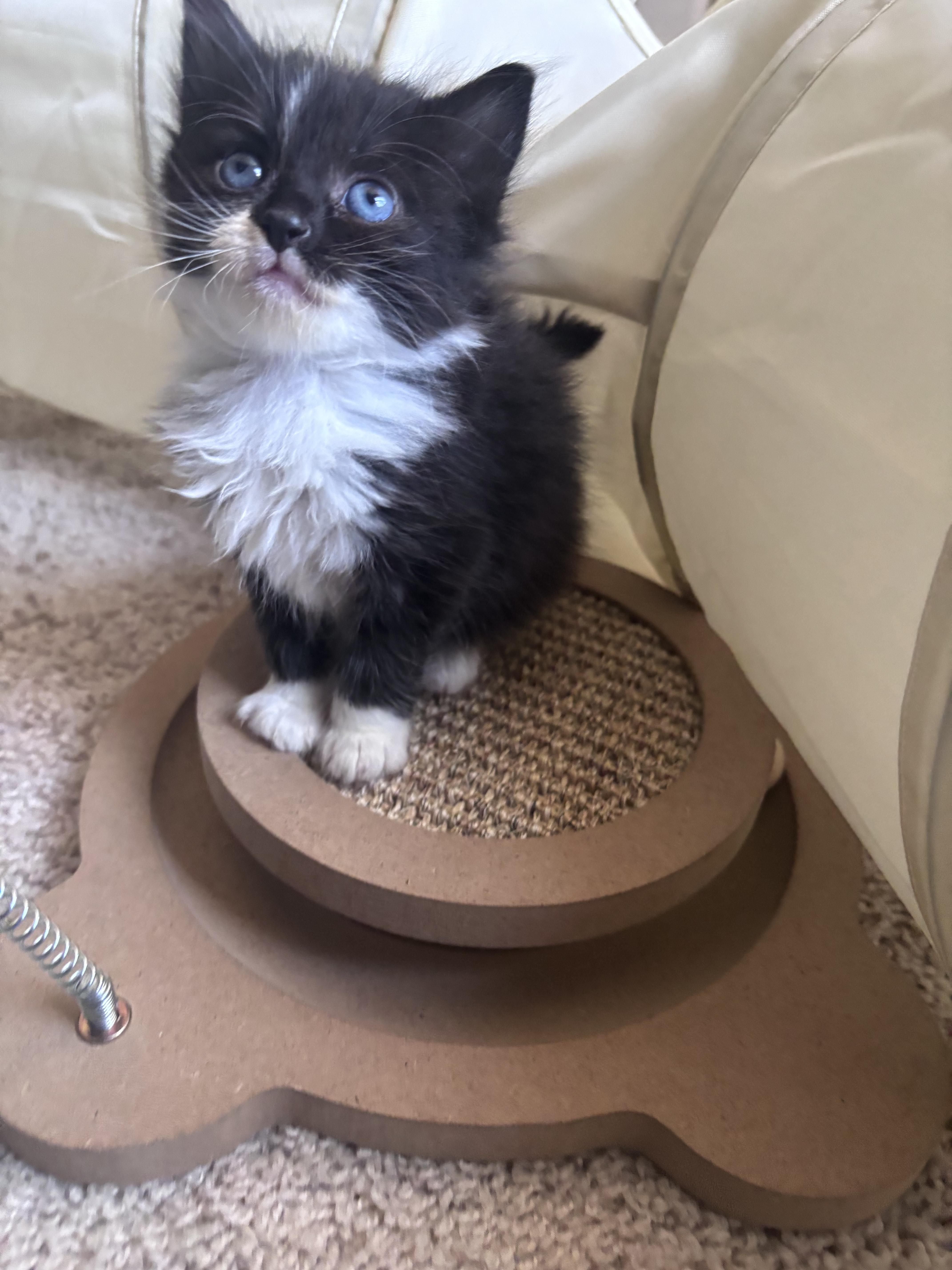 A baby medium-sized female Black & White / Tuxedo Tuxedo cat named Nala for adoption in Columbia, SC