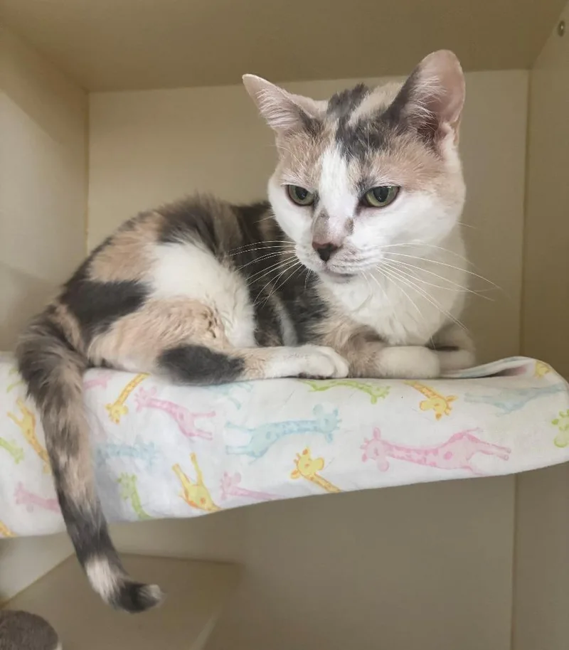 A senior large-sized female Domestic Short Hair cat named Pearl for adoption in Hastings, MI