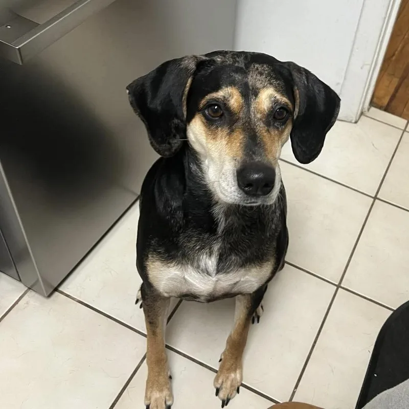 An adult medium-sized female Mixed Breed dog named Sweetie Pie for adoption in Long Island City, NY