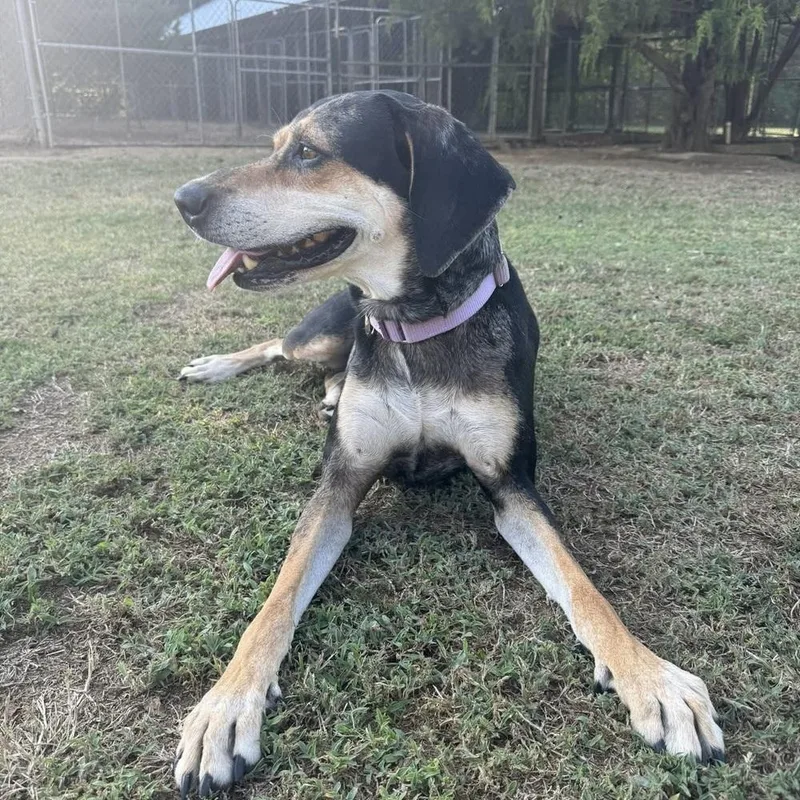 Sweetie Pie thumbnail 2