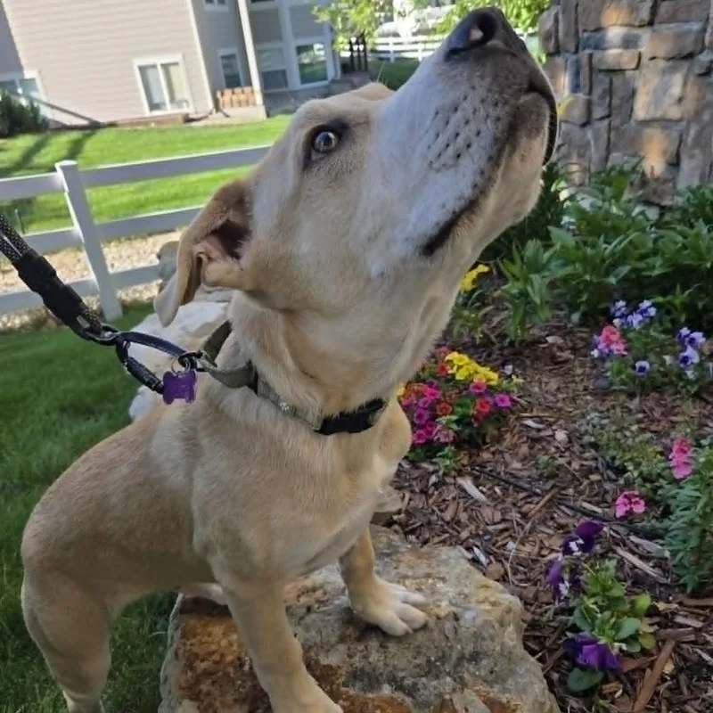 A baby large-sized male Apricot / Beige Mixed Breed dog named Bane for adoption in Loveland, CO