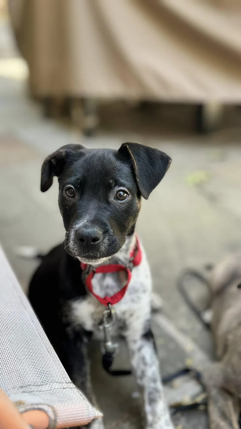 A baby medium-sized female Tricolor (Brown, Black, & White) Mixed Breed dog named Pepper for adoption in Riverdale, NJ