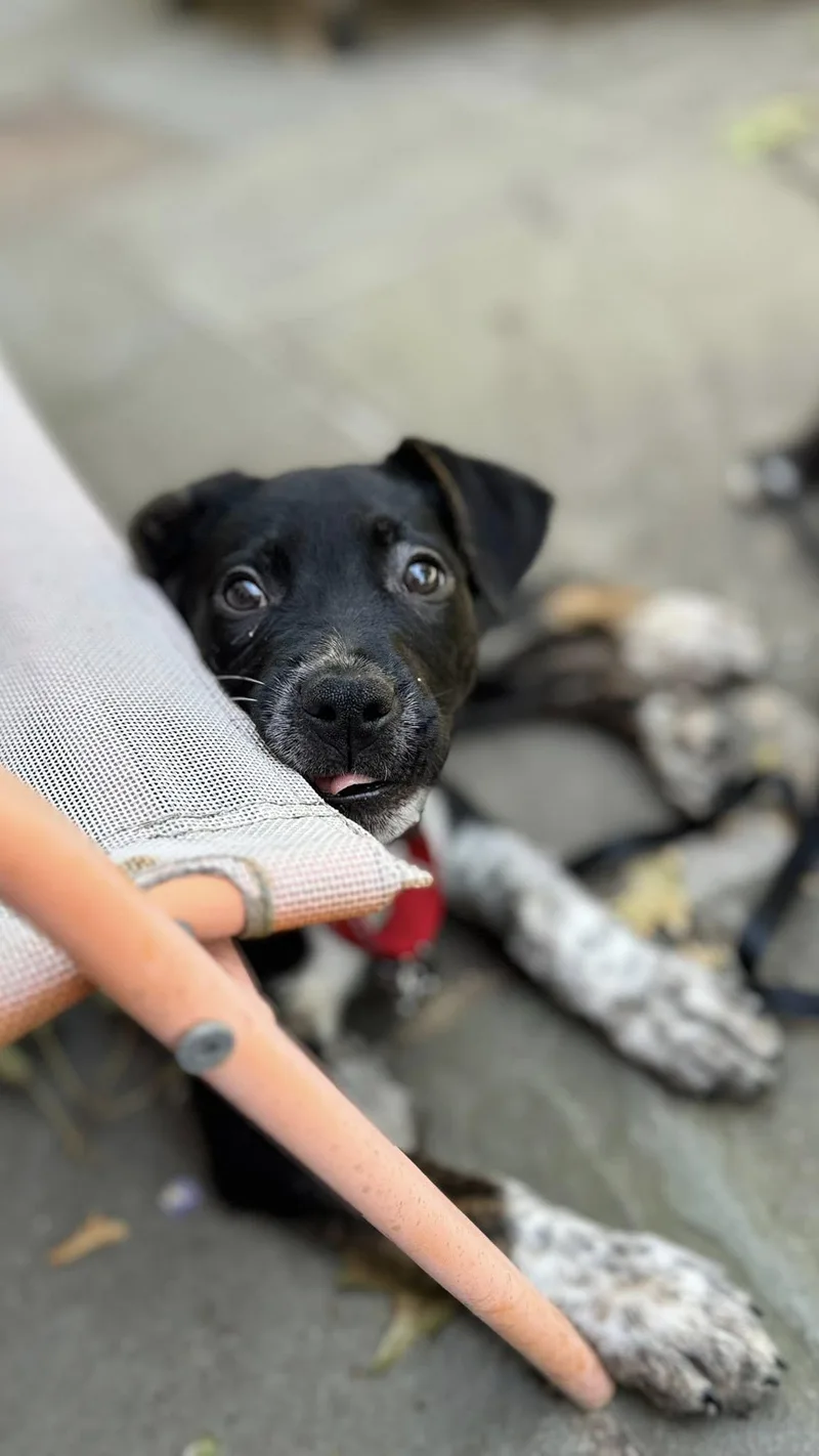 Pepper thumbnail 2