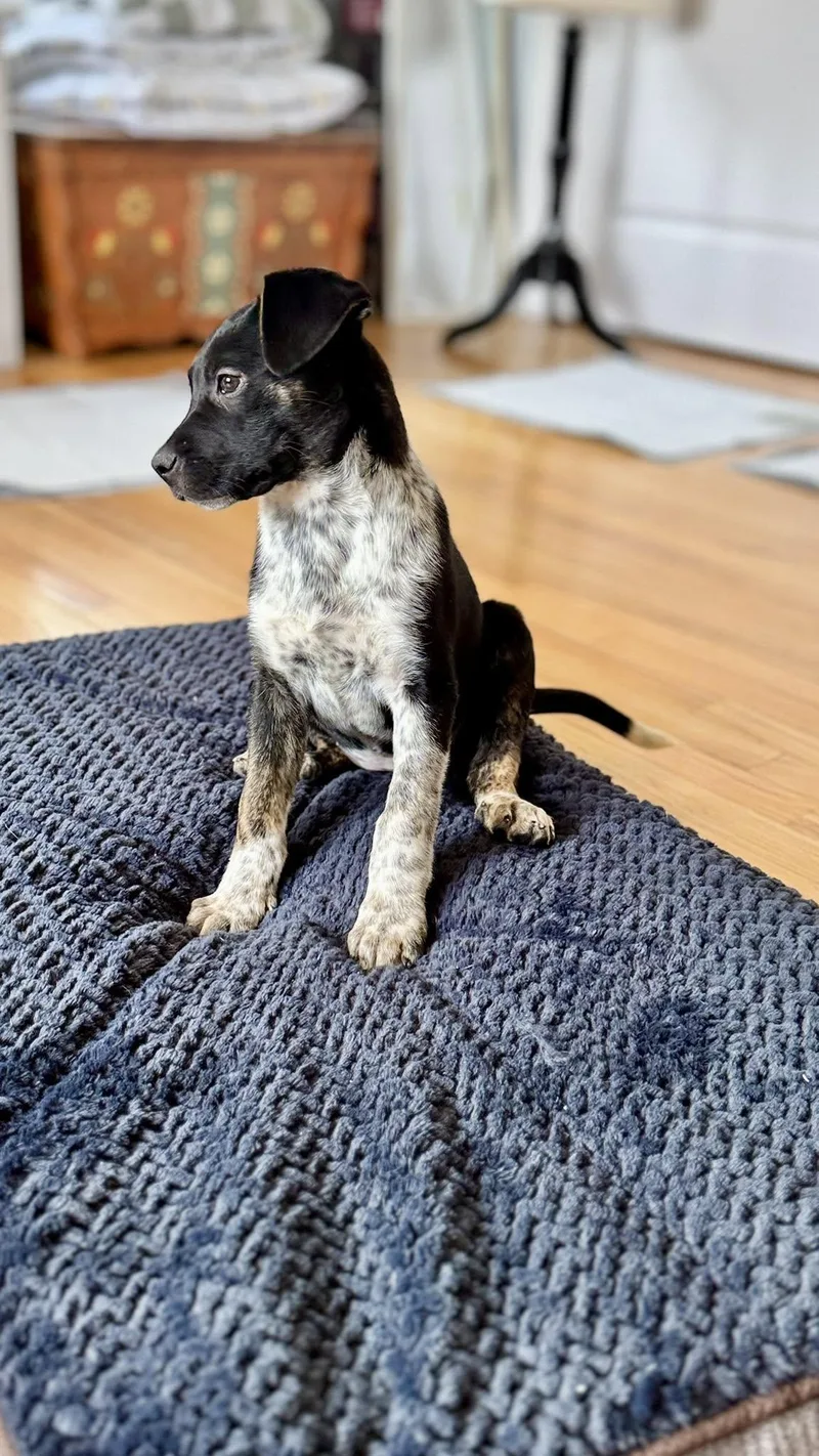 Pepper thumbnail 3