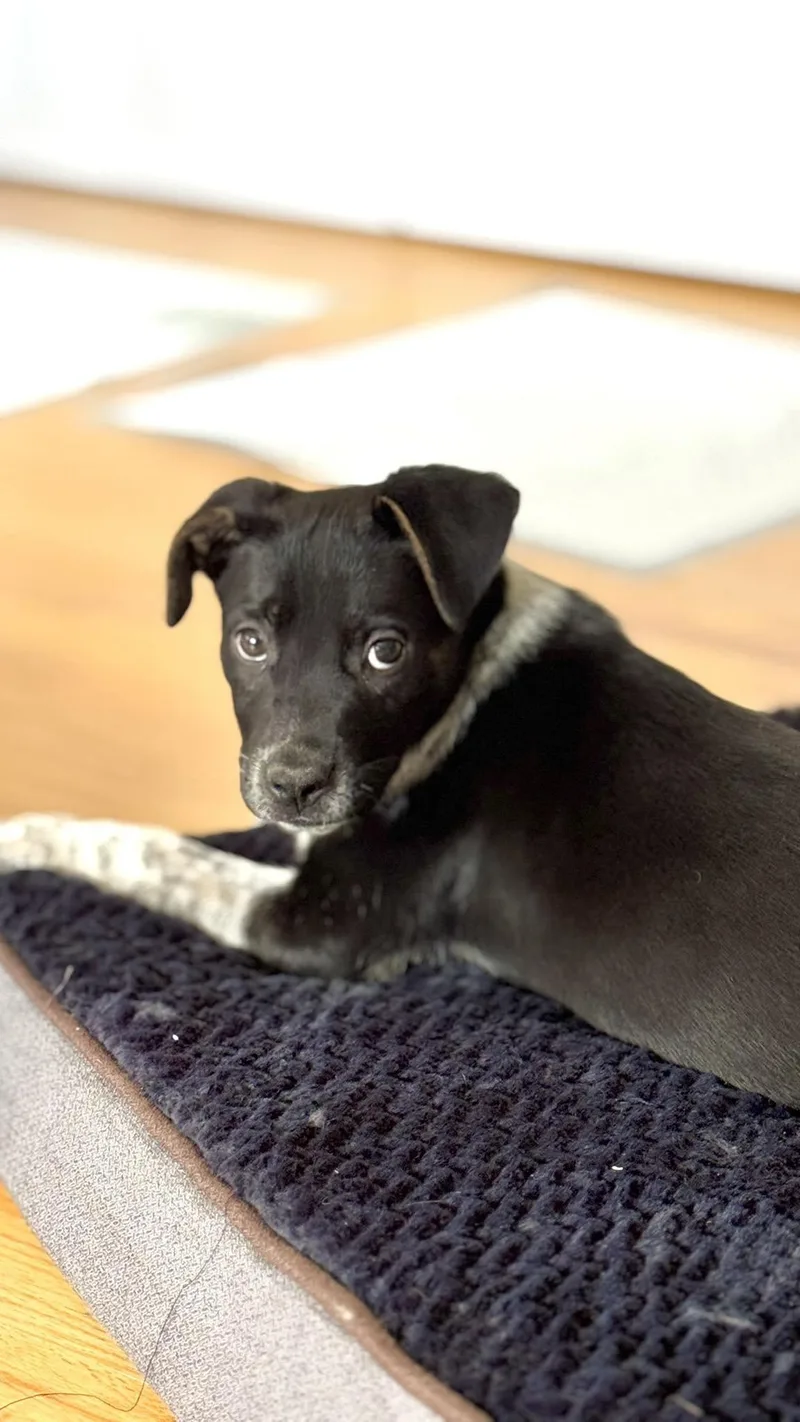 Pepper thumbnail 4