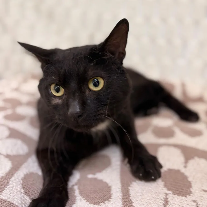 An adult medium-sized male Black Domestic Short Hair cat named Midnight Moon for adoption in Deerfield, IL