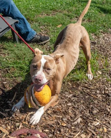 An adult large-sized female Mixed Breed dog named Jabrina for adoption in Chamblee, GA