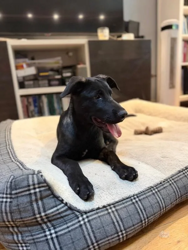 A baby large-sized female Shepherd dog named Willow for adoption in Van Nuys, CA