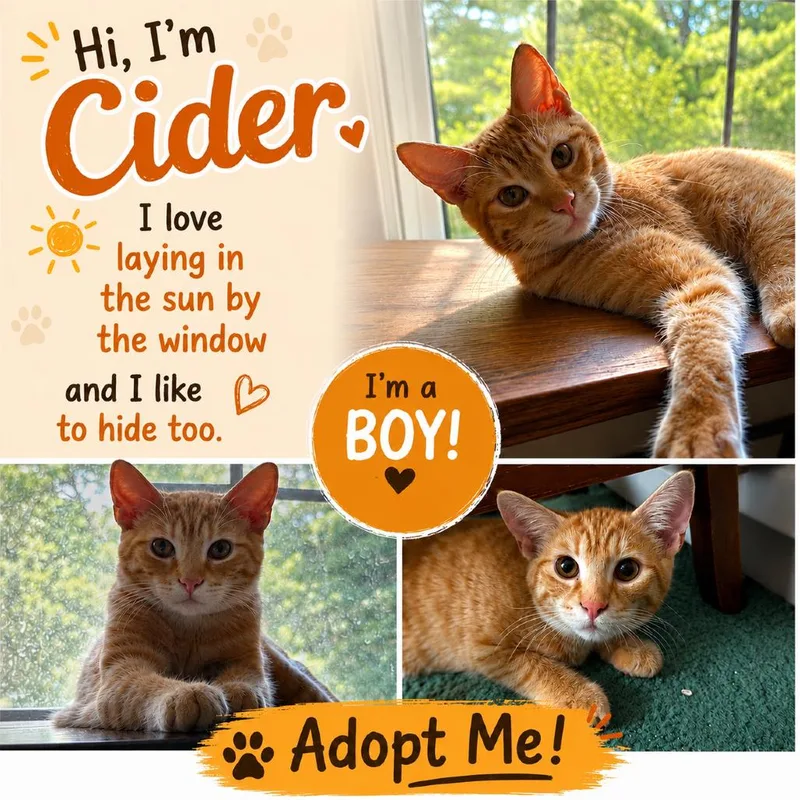 A young medium-sized male Orange / Red Domestic Short Hair cat named Cider for adoption in Mount Laurel, NJ