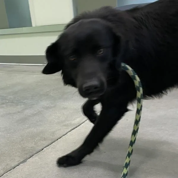 A young large-sized male Labrador Retriever dog named Bart for adoption in Des Moines, IA