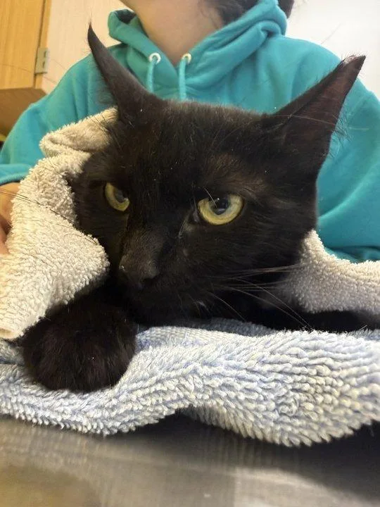 An adult small-sized female Black Domestic Short Hair cat named Mary Shelley for adoption in Raleigh, NC