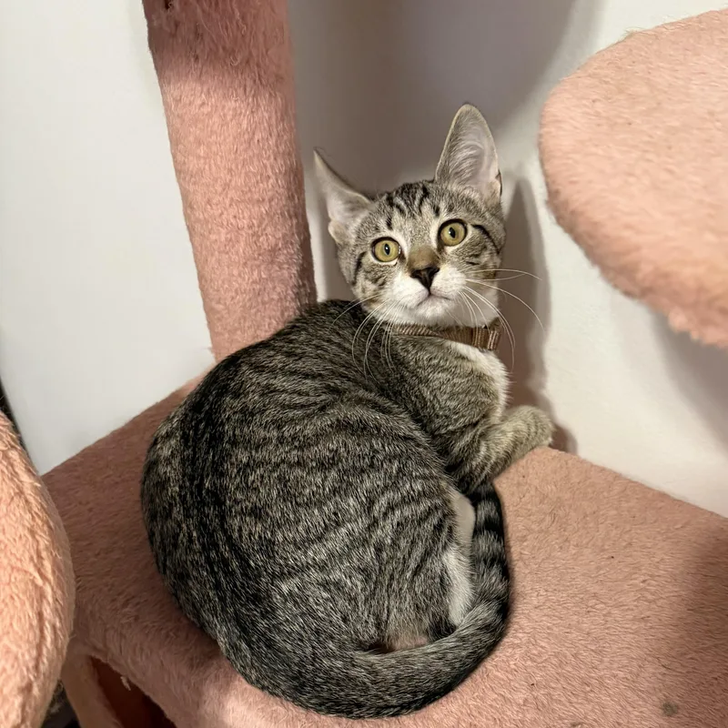 A baby medium-sized male Tabby (Brown / Chocolate) Domestic Short Hair cat named Cricket for adoption in Fort Oglethorpe, GA