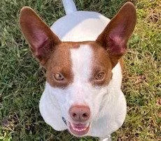 An adult medium-sized female Jack Russell Terrier dog named Ahava for adoption in Cookeville, TN