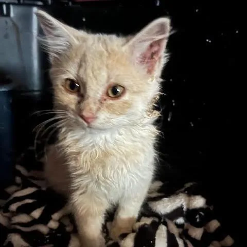 A baby small-sized female Buff / Tan / Fawn Domestic Long Hair cat named Summer Rain C for adoption in Princeton, MN