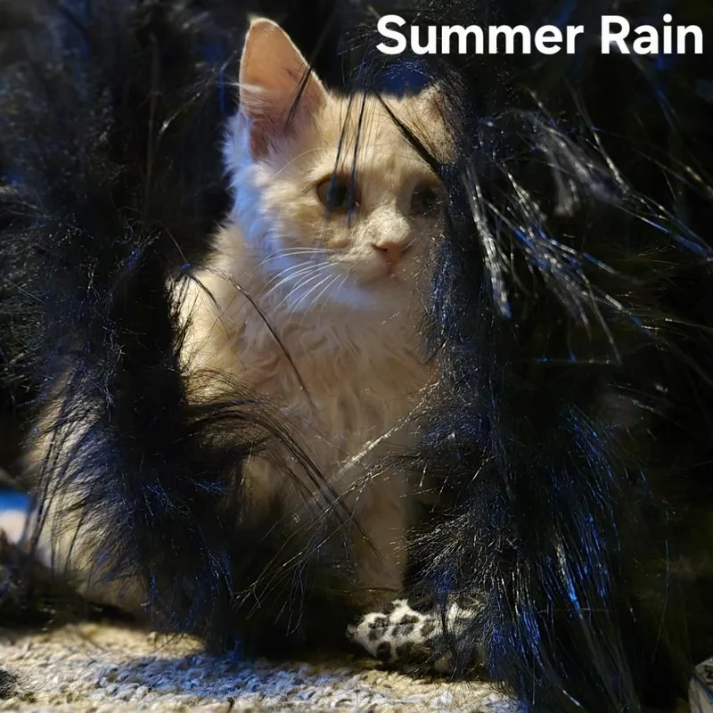 Summer Rain C thumbnail 2