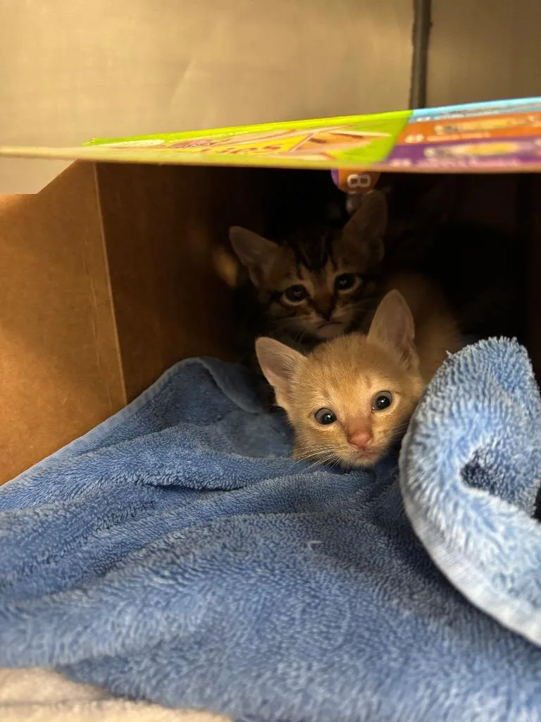 A baby small-sized male Domestic Short Hair cat named Johnny Storm for adoption in New Braunfels, TX