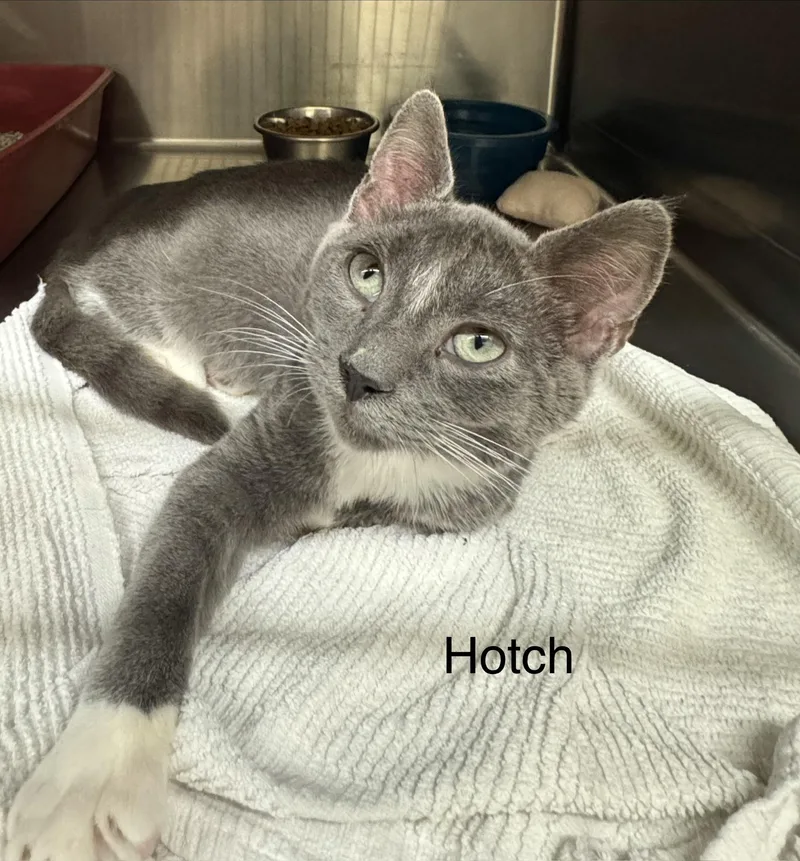 A baby medium-sized male Gray & White Domestic Short Hair cat named Hotch for adoption in Ulster, PA