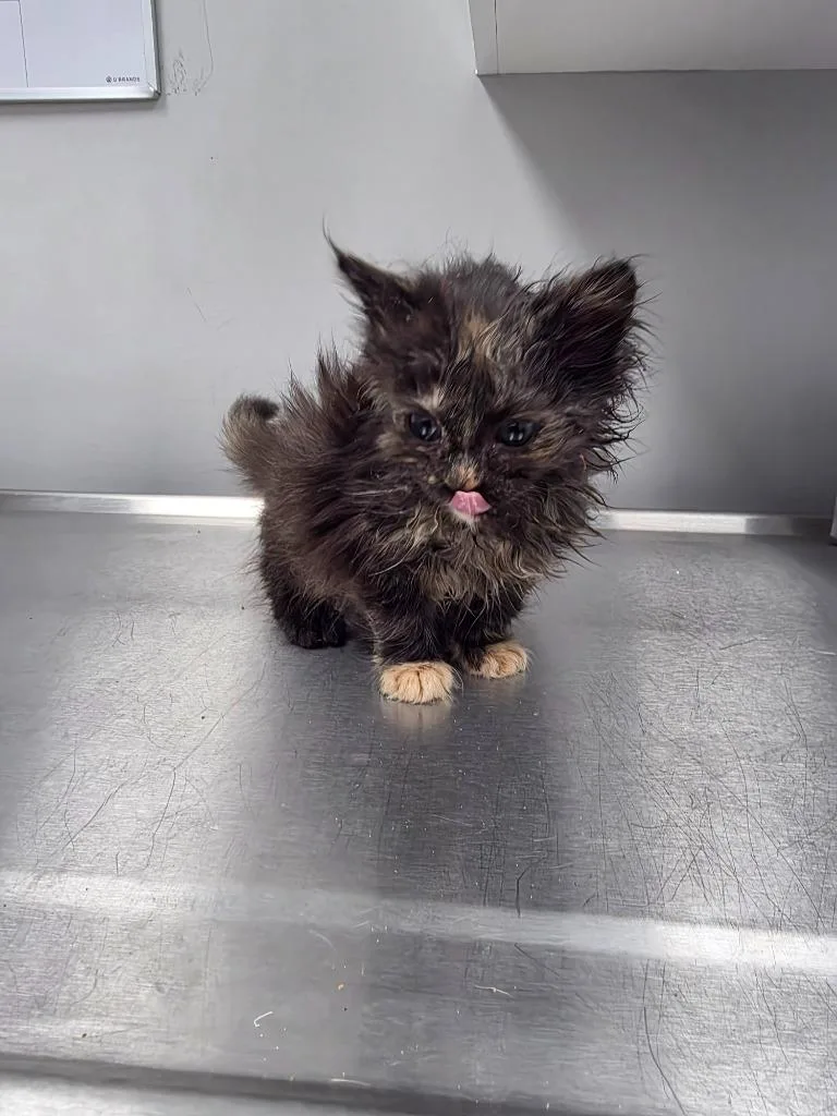 A baby small-sized female Domestic Short Hair cat named Zac for adoption in Angola, IN