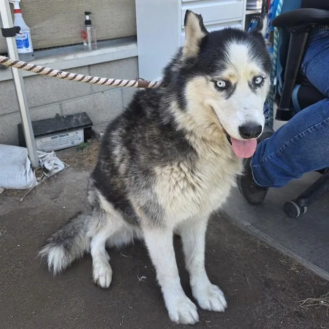 An adult large-sized male Siberian Husky dog named Romeo for adoption in Long Beach, CA
