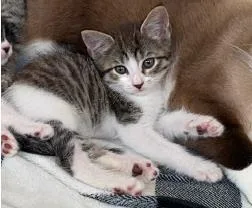 A baby small-sized female Domestic Short Hair cat named Colette for adoption in Tustin, CA