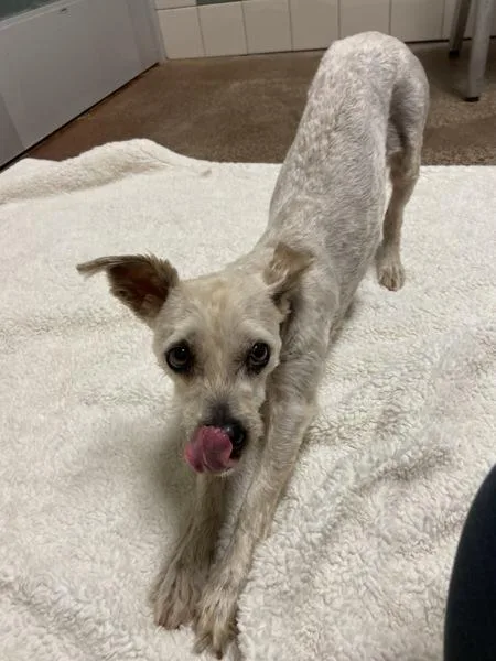 An adult small-sized female Poodle dog named Mini for adoption in Monterey, CA