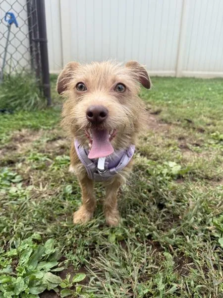 A young small-sized female Terrier dog named Maya for adoption in Skillman, NJ
