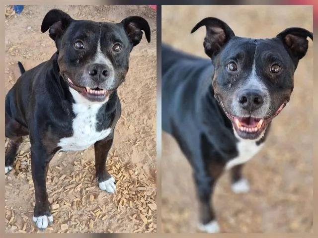 An adult medium-sized male Pit Bull Terrier dog named Beast for adoption in Albuquerque, NM