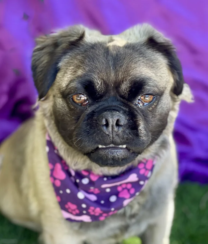 An adult small-sized female Apricot / Beige French Bulldog dog named Louise for adoption in Rowland Heights, CA