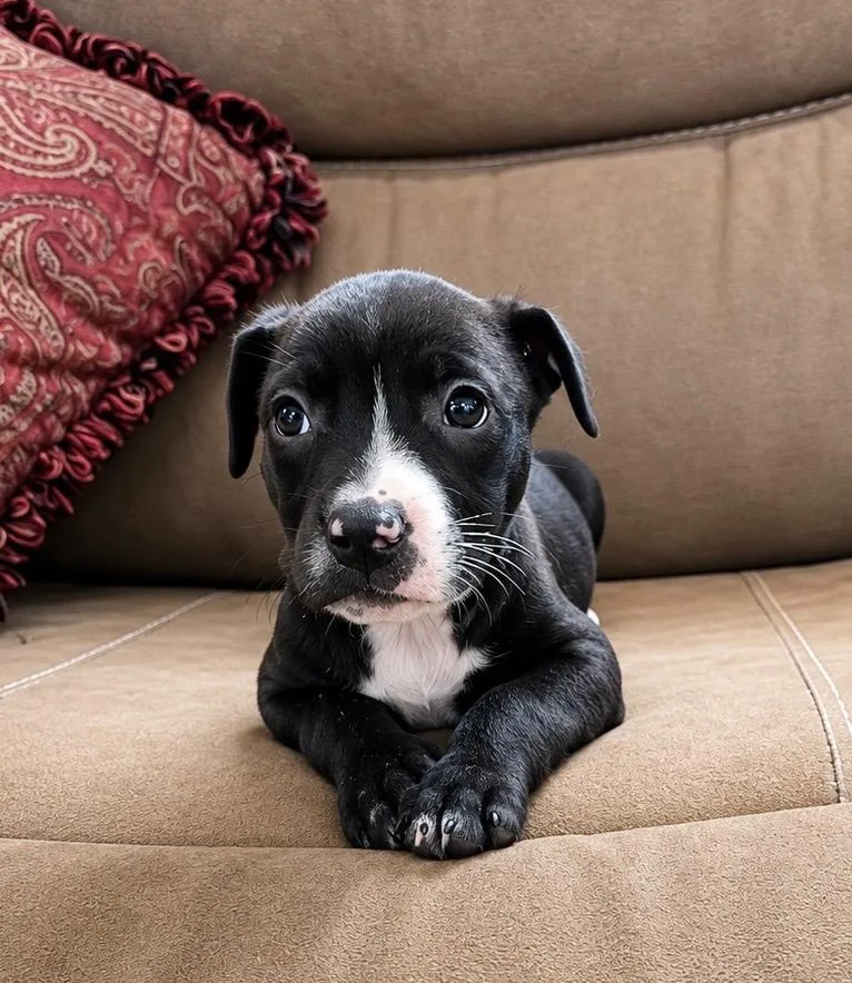 A baby large-sized female Labrador Retriever dog named Betsy for adoption in Princeton, MA