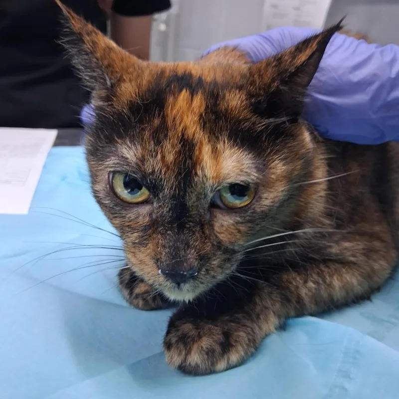 An adult medium-sized female Black Domestic Short Hair cat named Couture for adoption in Summerville, SC