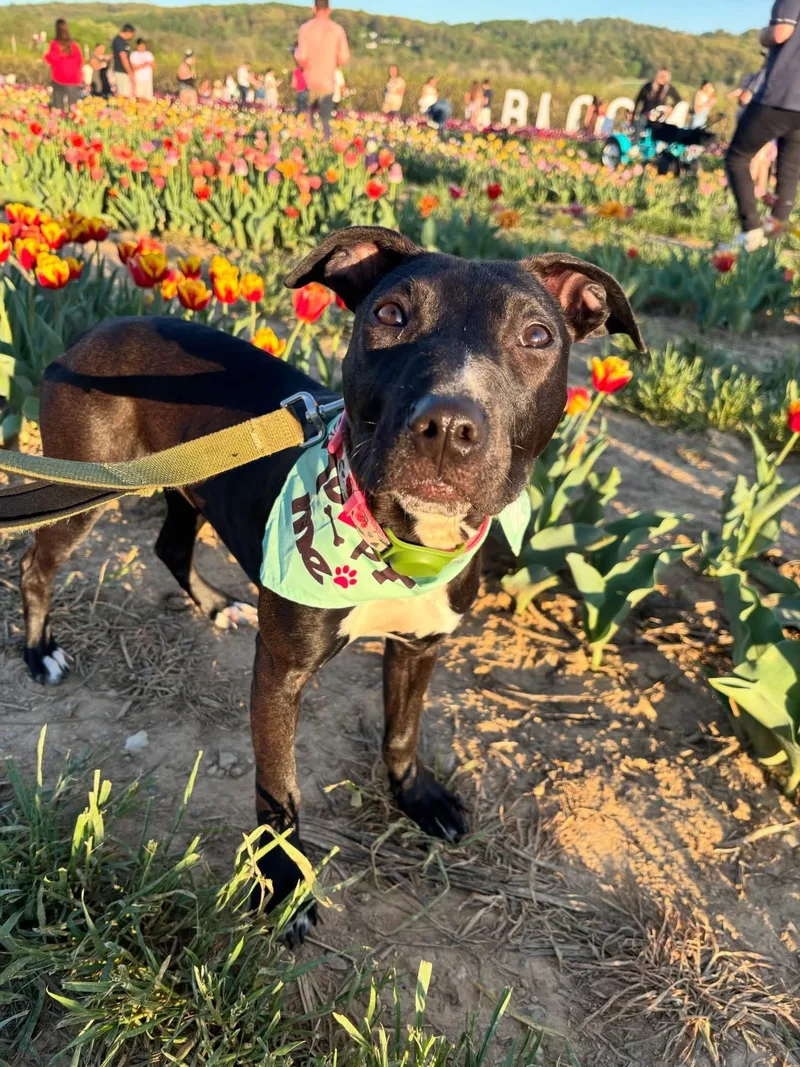 A baby medium-sized female Black Pit Bull Terrier dog named Bonnie for adoption in Elizabethtown, PA