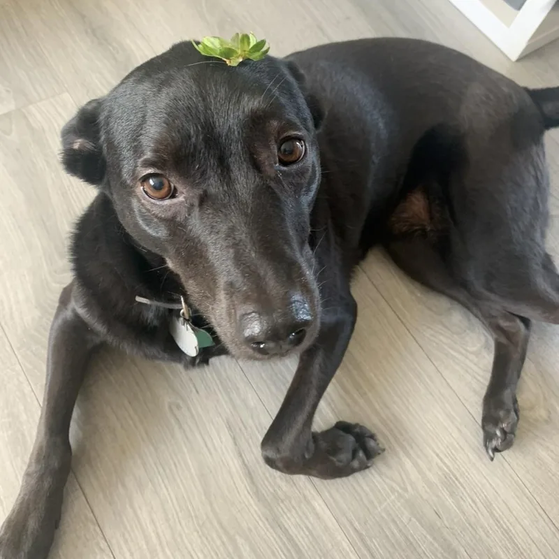 A senior medium-sized female Black Australian Kelpie dog named Kili for adoption in Torrance, CA