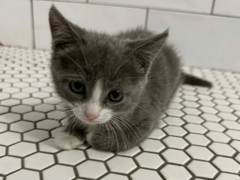 A baby small-sized female Domestic Short Hair cat named Peep for adoption in Orlando, FL