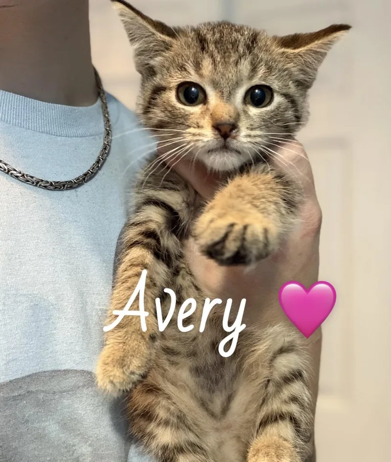 A baby medium-sized female Tabby (Brown / Chocolate) American Shorthair cat named Avery for adoption in Felton, PA