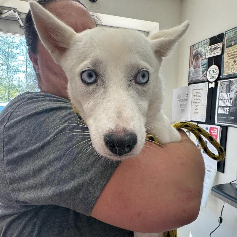 A young small-sized female White / Cream Husky dog named Hazel for adoption in Birmingham, AL
