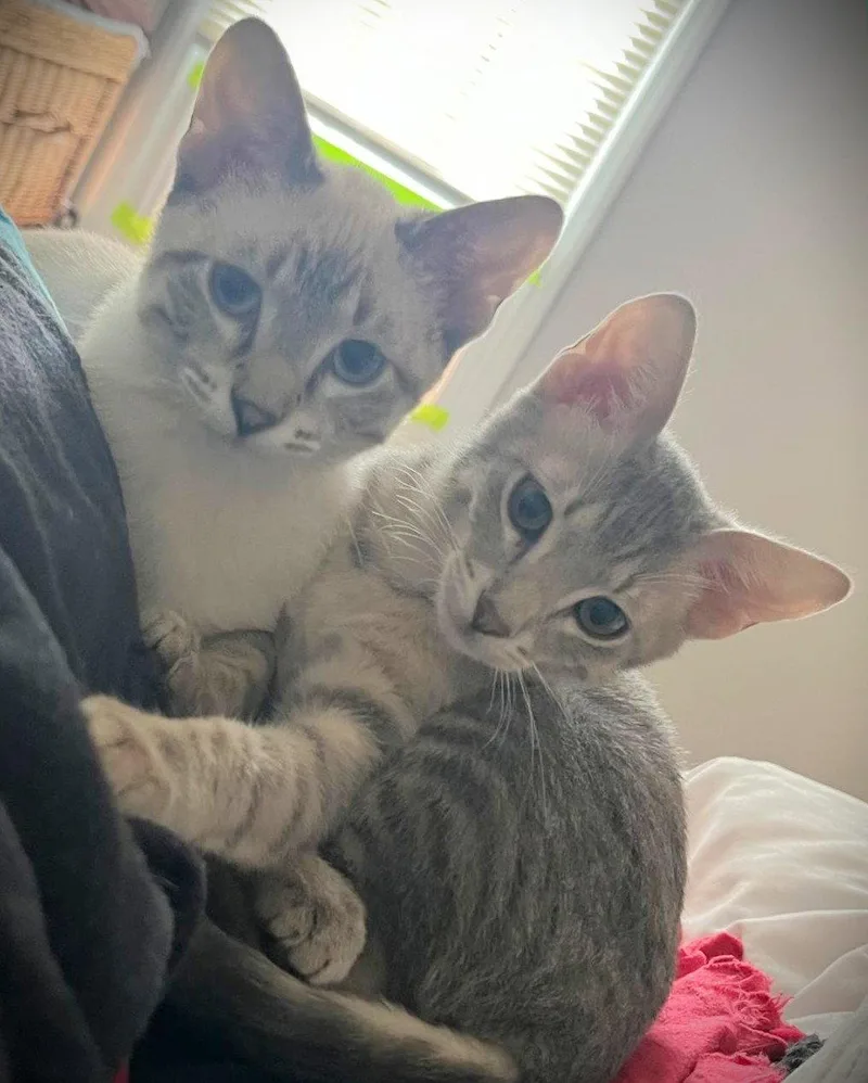 A baby medium-sized female Buff / Tan / Fawn Siamese cat named Hippo and Patra for adoption in Shawnee, KS