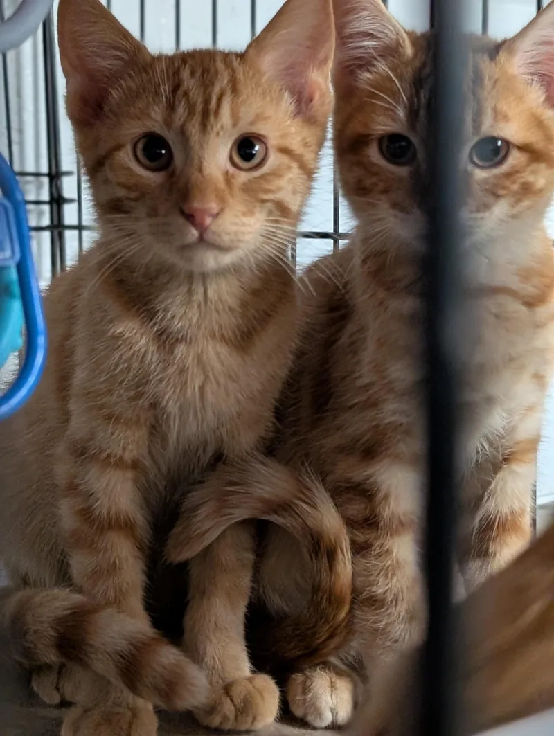 A baby medium-sized male Tabby (Orange / Red) Domestic Short Hair cat named Saffron for adoption in Tilton, IL