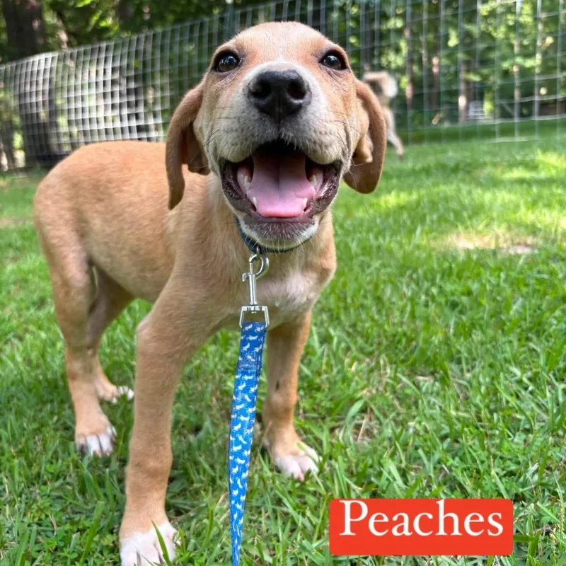 A baby large-sized female Yellow / Tan / Blond / Fawn Mixed Breed dog named Peaches for adoption in Billerica, MA