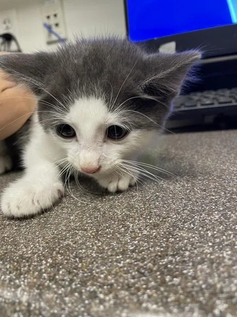 Whiskers A