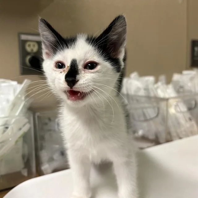Fiona