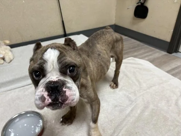 An adult small-sized male English Bulldog dog named Mellow for adoption in Oceanside, CA