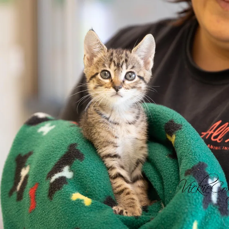 A young medium-sized male Brown / Chocolate Domestic Short Hair cat named Malakai for adoption in Abilene, TX