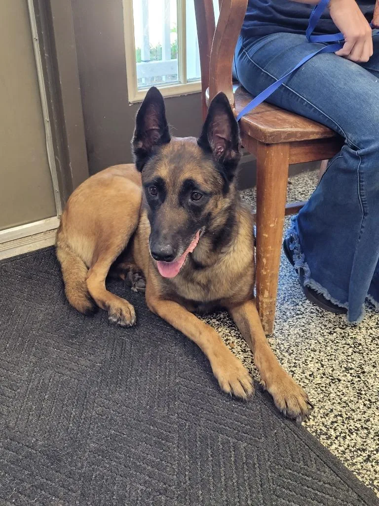 A senior large-sized male Belgian Shepherd / Malinois dog named Zeus for adoption in Hopkinsville, KY