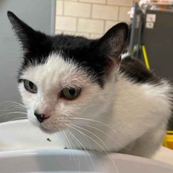 An adult medium-sized female Domestic Short Hair cat named Vanessa for adoption in Des Moines, IA