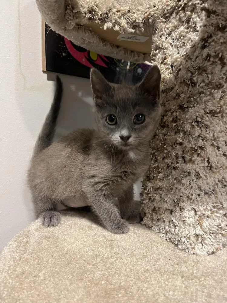A baby small-sized female Gray / Blue / Silver Domestic Short Hair cat named Daphne for adoption in Emerald Isle, NC