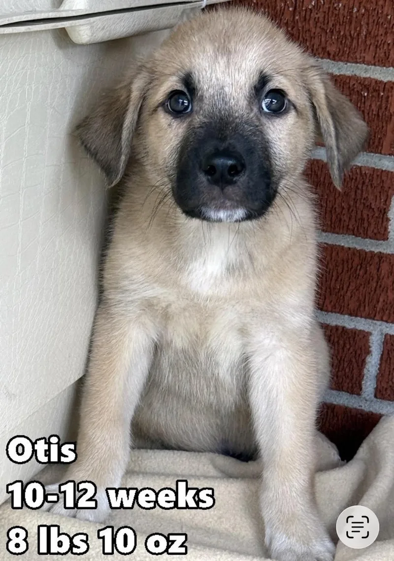 A baby medium-sized male Black Golden Retriever dog named Otis for adoption in Wonder Lake, IL
