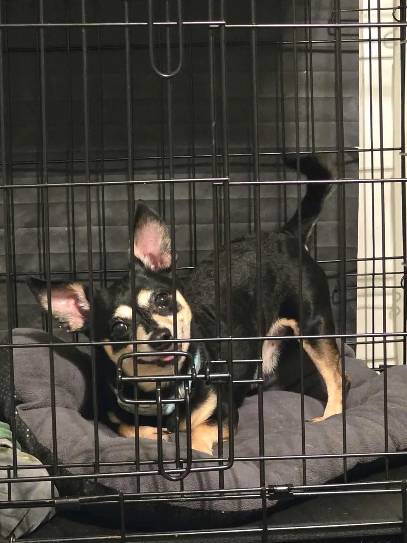 An adult small-sized male Chihuahua dog named Sampson for adoption in Eatontown, NJ