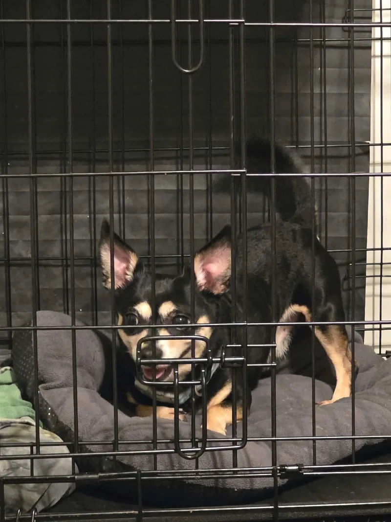 Sampson thumbnail 3