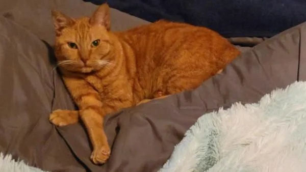 Mandarina thumbnail 2